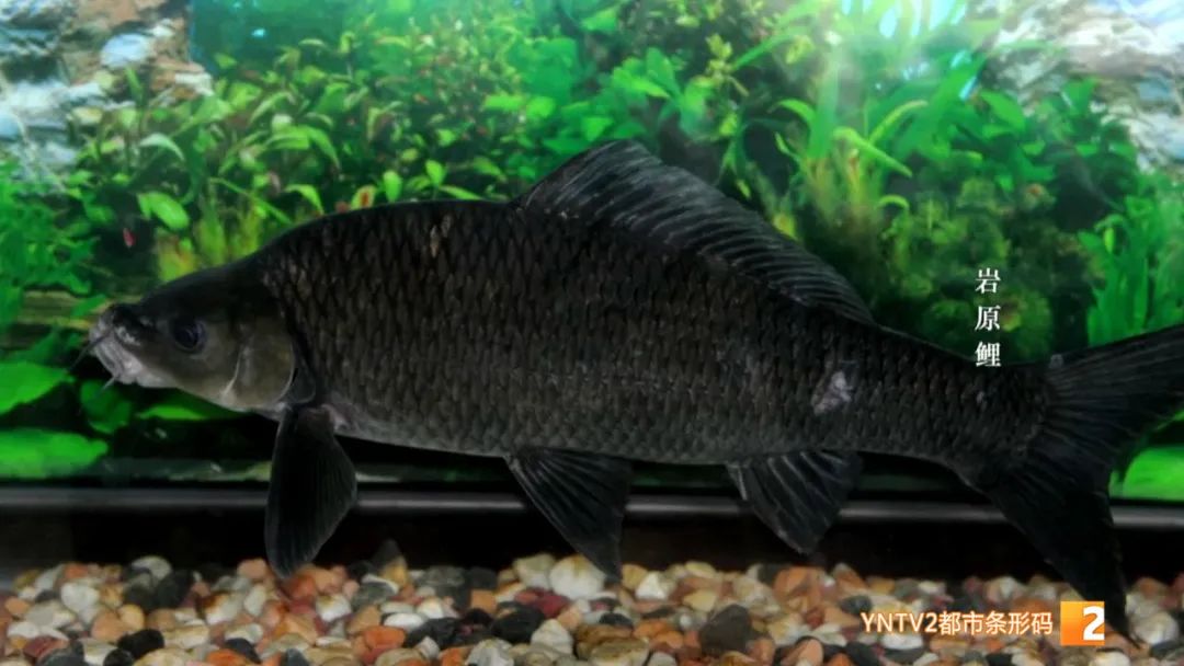 云南86种土著鱼实现人工驯养繁殖,云南土著鱼人工繁育