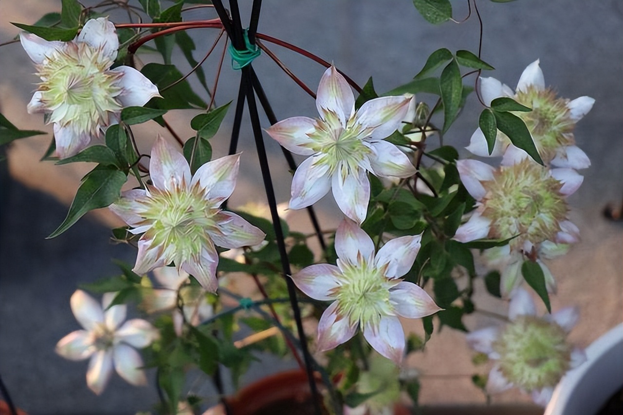 夏季最宜养花草有哪些品种,夏季养花草推荐