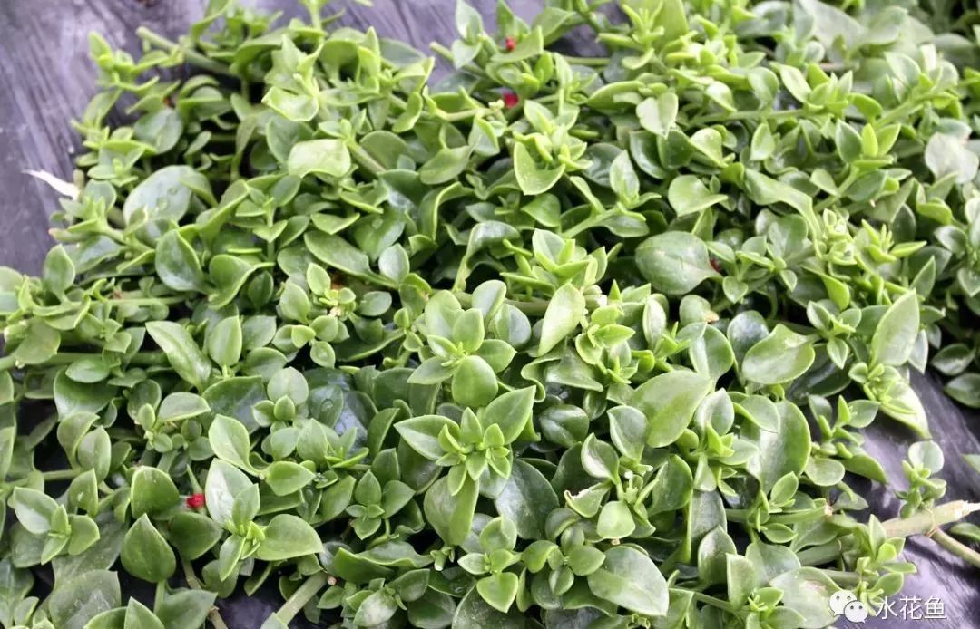 12种水产病害防治,你对水产动物病害的初步认识