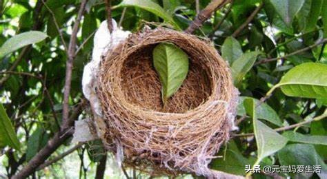 鸟窝怎么防大雨,鸟窝下雨天怎么处理