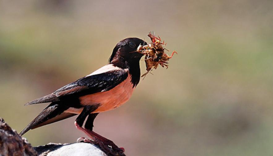 中国这几年怎么消灭蝗虫的,治理蝗虫的办法中国有哪些绝招