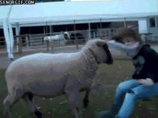 80个神奇的真实照片，不高兴的狗子，崎岖的铁路，倒立劈叉拉筋