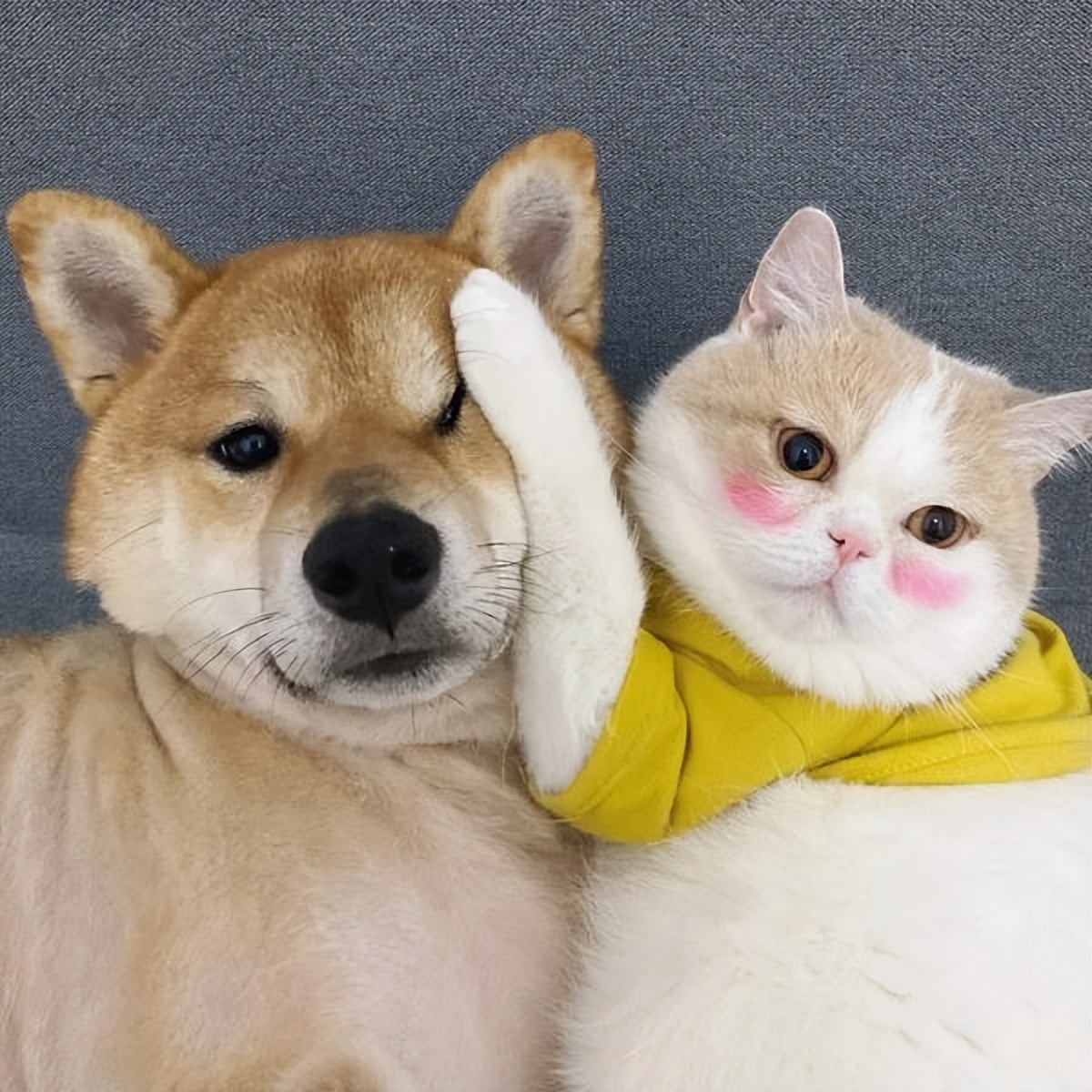 主人太经常在家猫咪会抑郁吗,狗狗和猫咪在家里的最佳表现