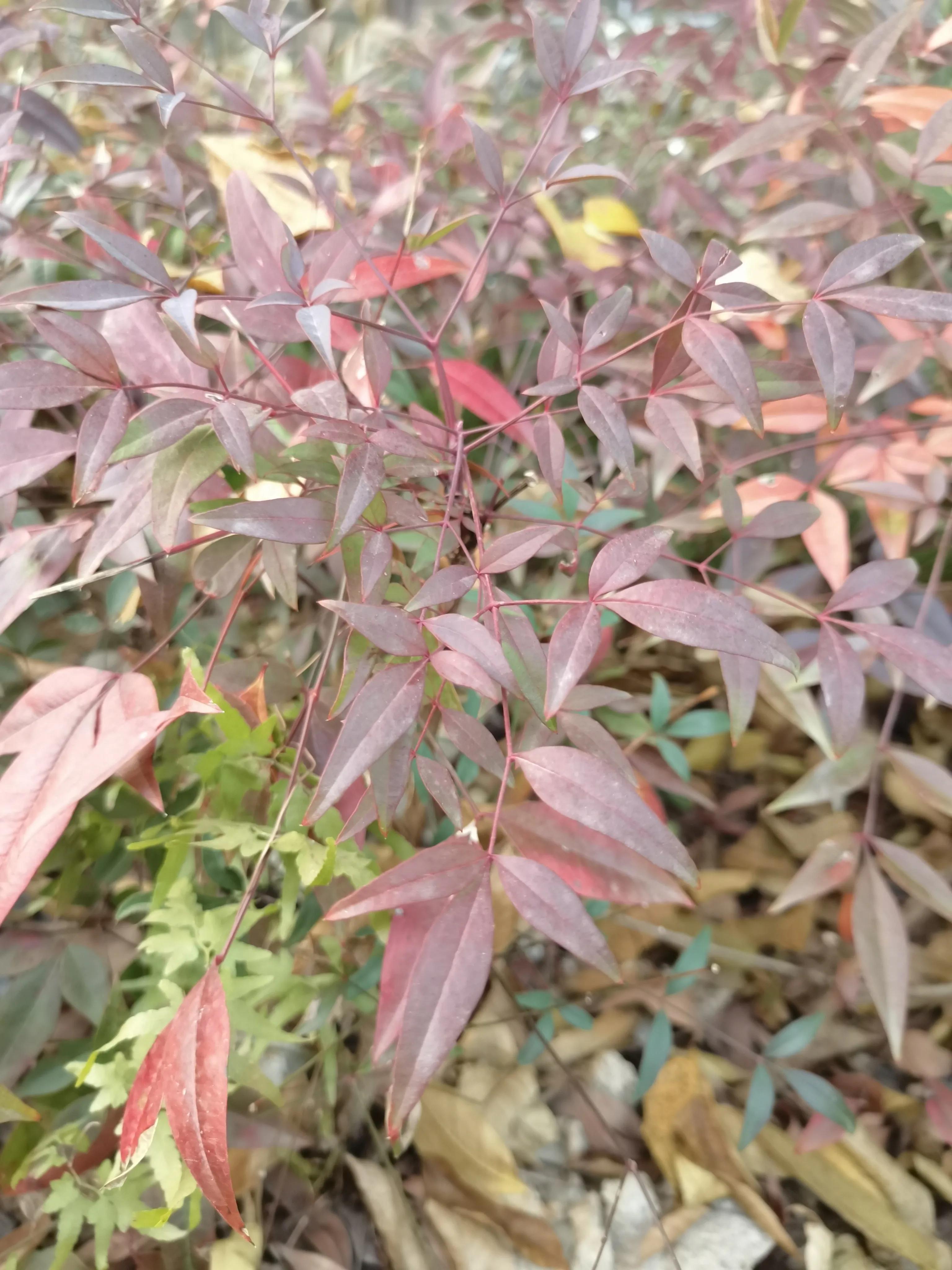 常见小区绿化100种植物图片,常见的小区绿化植物