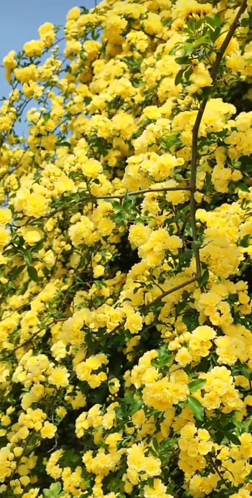 黄木香花的图片大全欣赏,怡人木香花图片欣赏