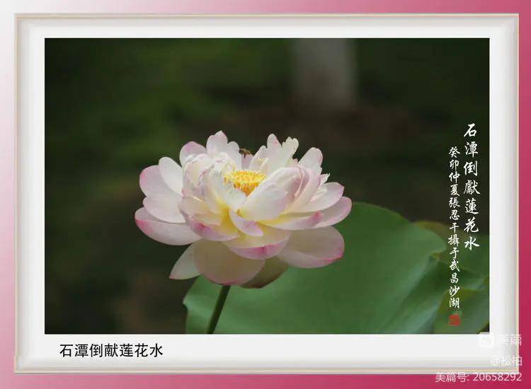 诗图战友情（九十五）荷花别样红