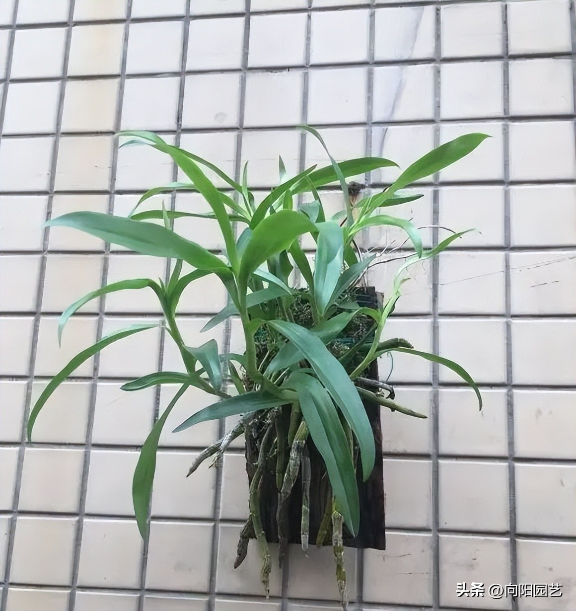 石斛花钉在木板上，挂在露台上，多淋雨水，长得会更快！