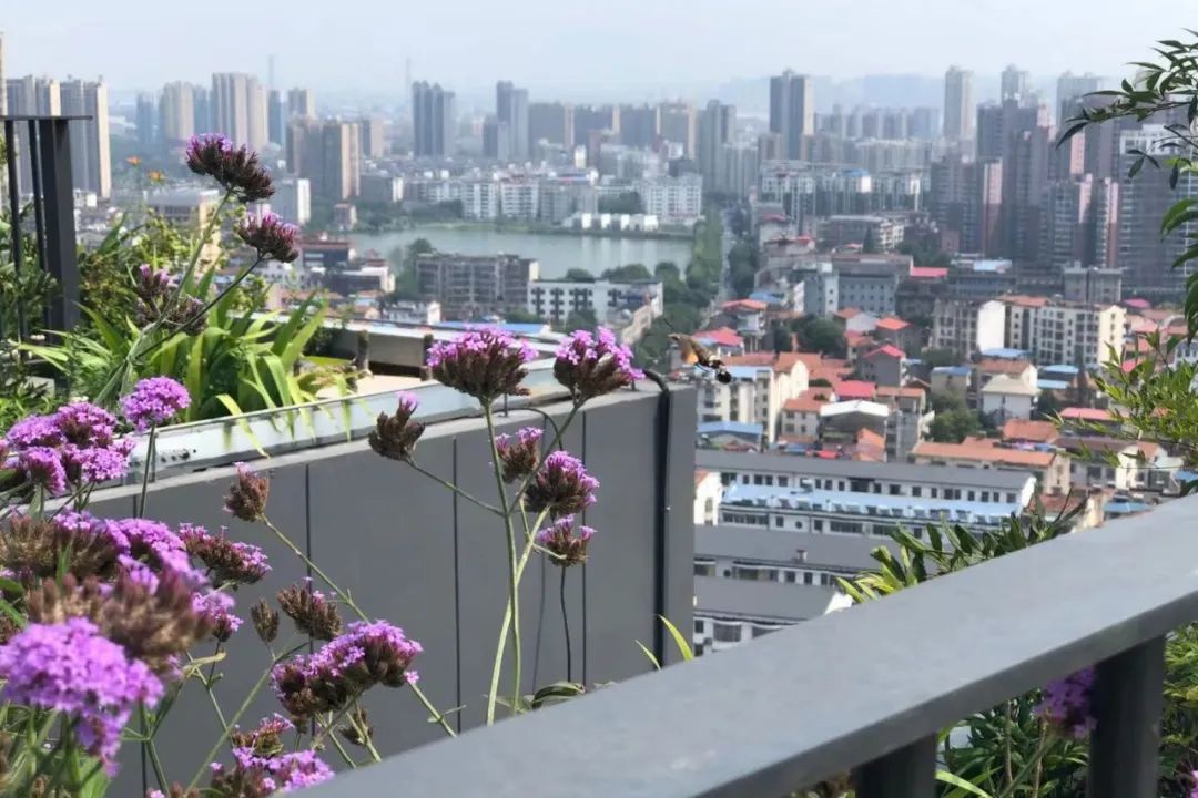 中国第一个垂直森林住宅项目,黄冈垂直森林住宅