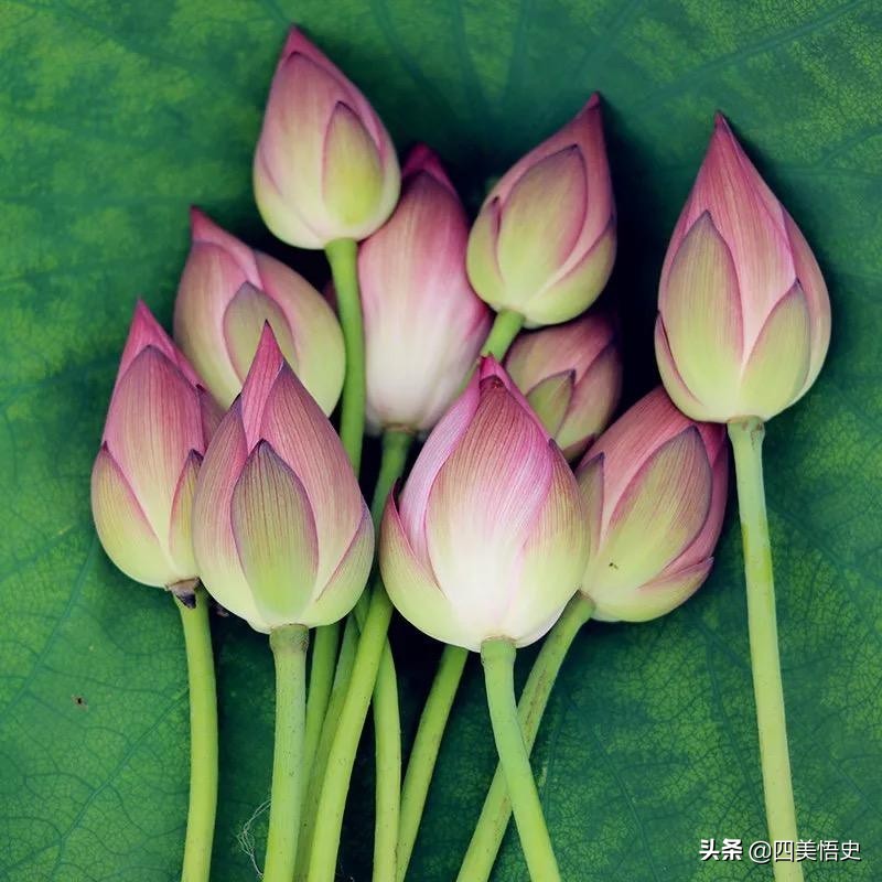 荷花出淤泥而不染濯清涟而不妖,濯清涟而不妖说的是荷花还是莲花