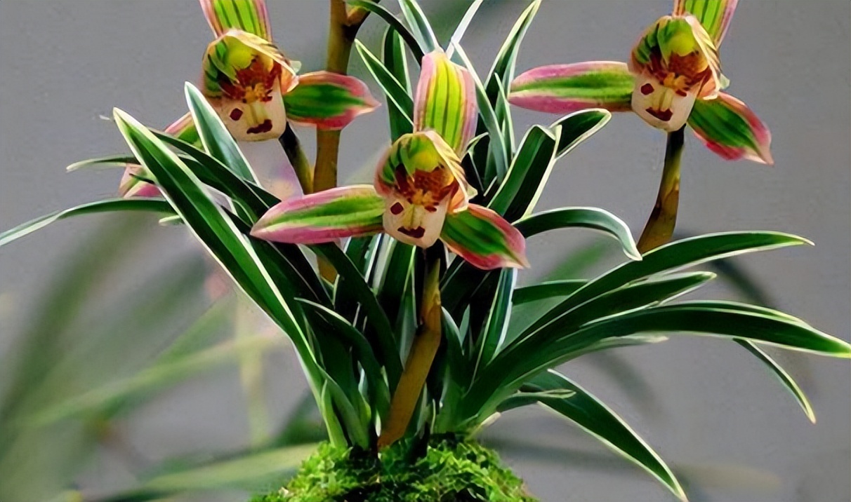 浓香型四季兰金边矮种,最适应在北方养殖的四季兰品种