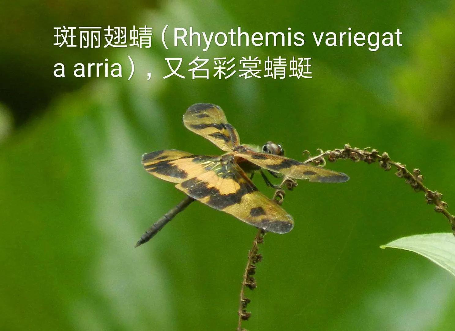 豆娘和蜻蜓是一个物种吗,蜻蜓和豆娘生长过程一样吗