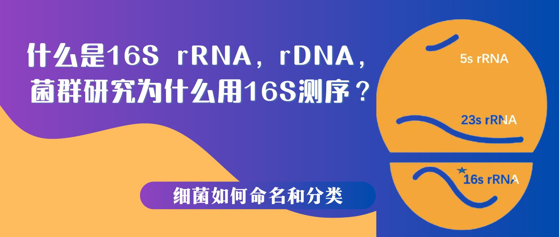 16srdna测序技术,什么叫16srna测序