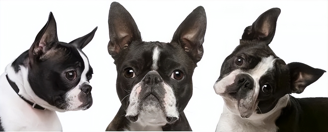 拥有宠物陪伴的好处,拥有一只宠物可以让你更健康吗