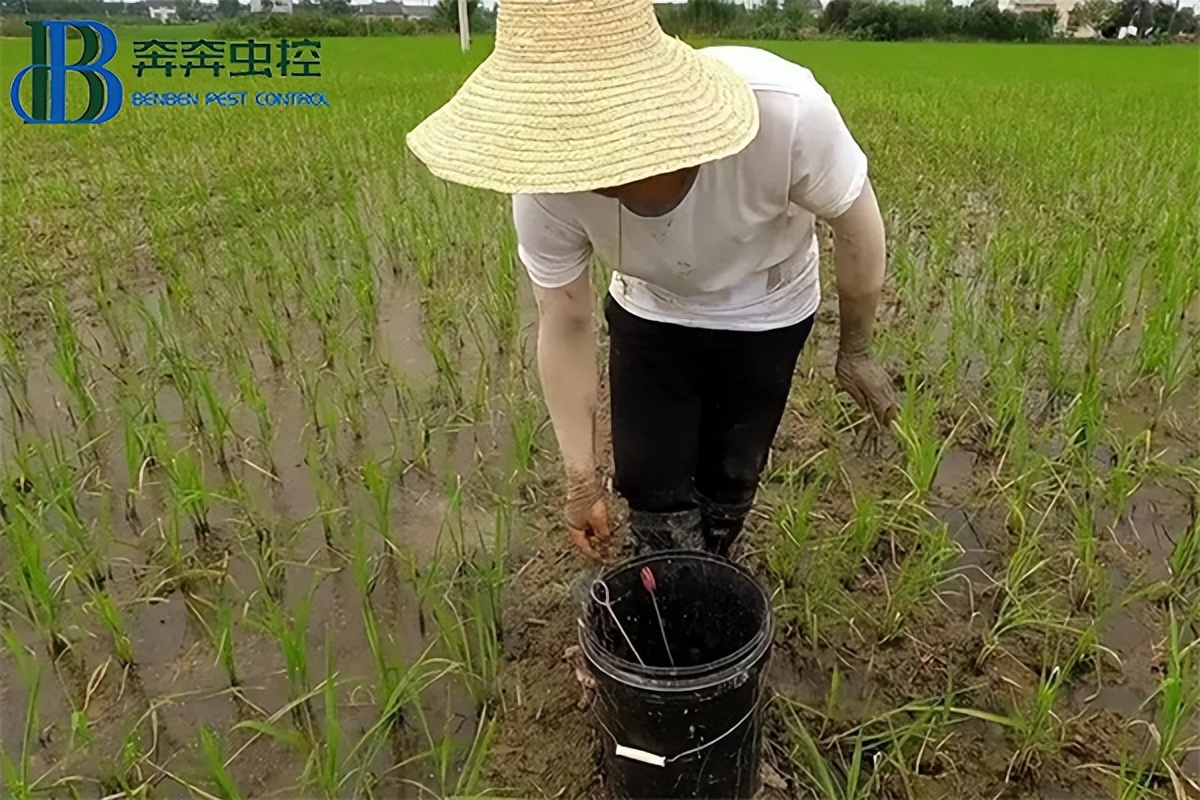 如何防治蚂蟥？上海虫控公司教你几招