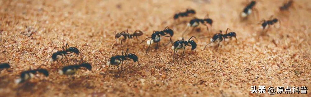 盘点农村小时候常玩的十个昆虫,盘点童年玩过的十种昆虫