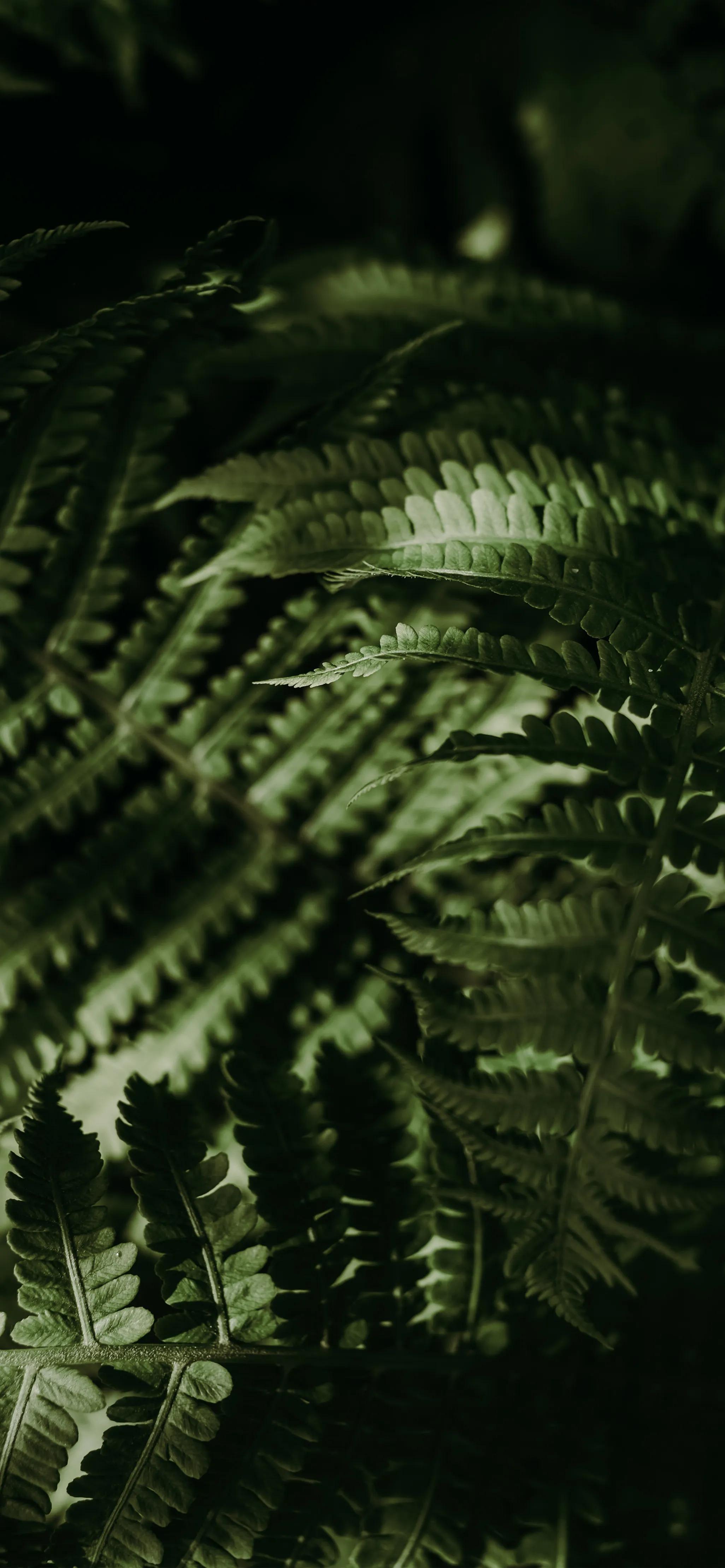 高清全面屏手机壁纸,米奇壁纸高清全面屏