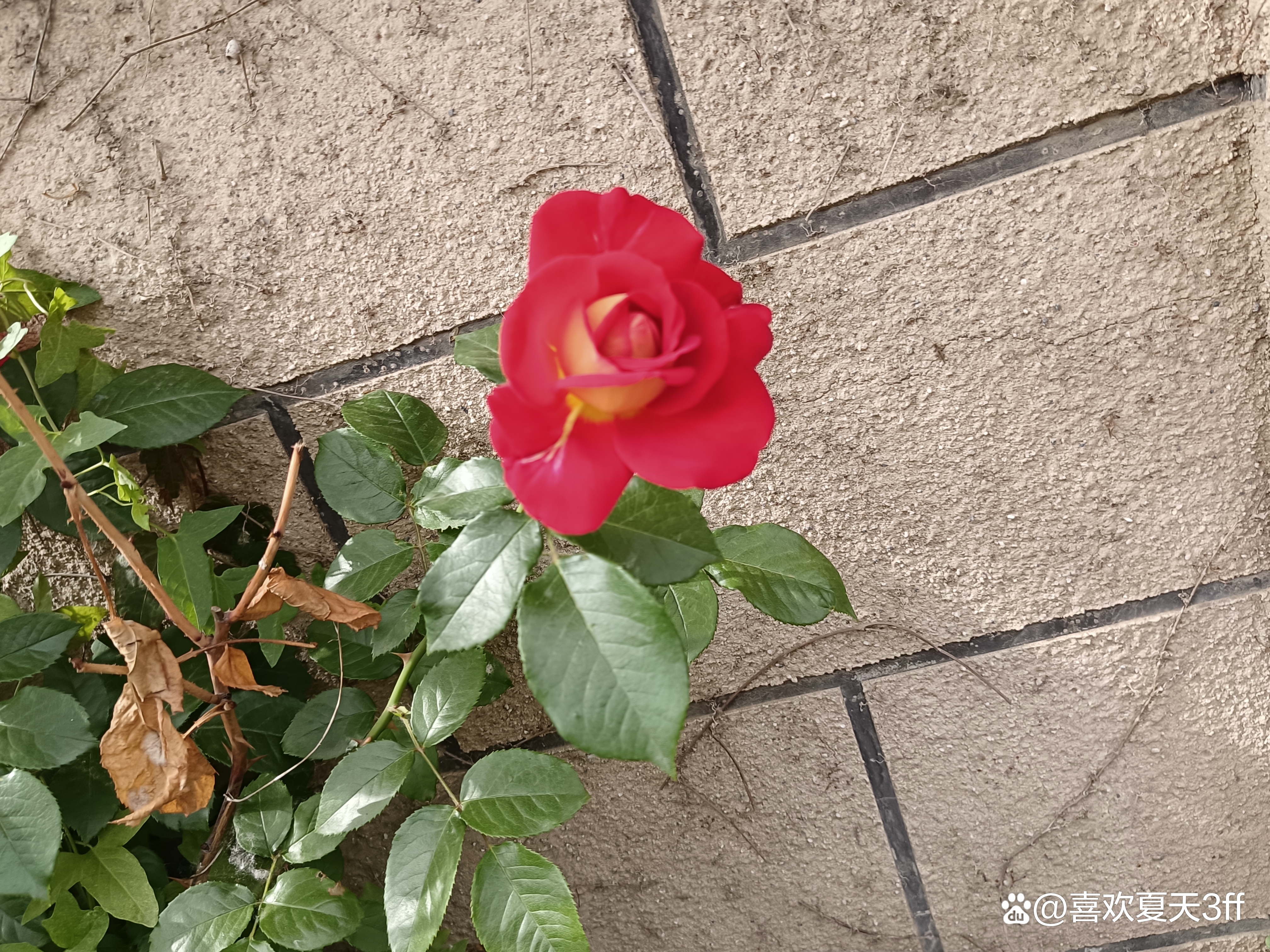 端午节快乐莲花盛开,端午节前后插花容易活吗