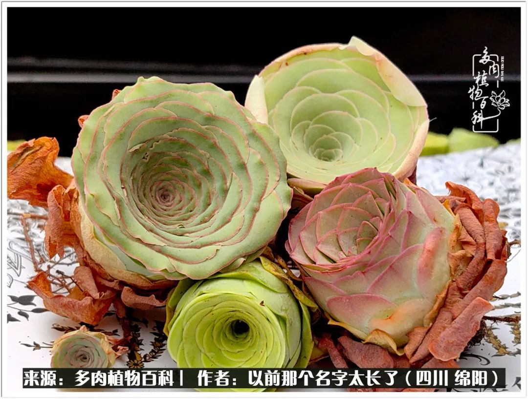 夏天山地玫瑰,小清新山地玫瑰