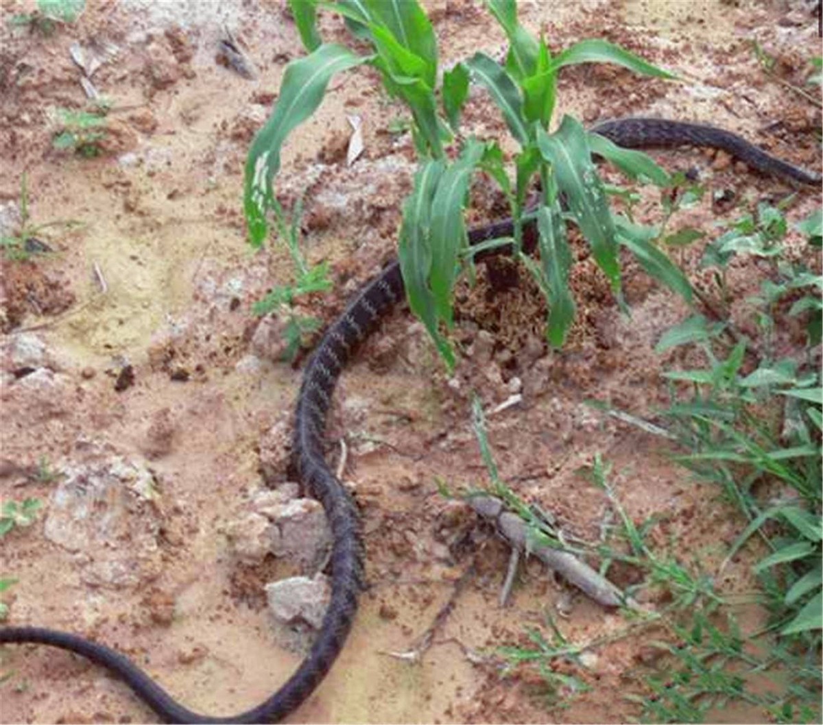 属蛇的家里不能栽竹竿吗,蛇进家里为什么必须打死