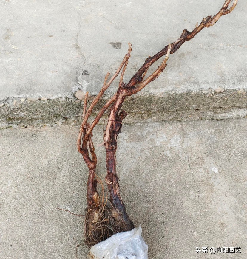 网上为什么很多果树苗都是假的,网上买果树苗哪里的假苗最多