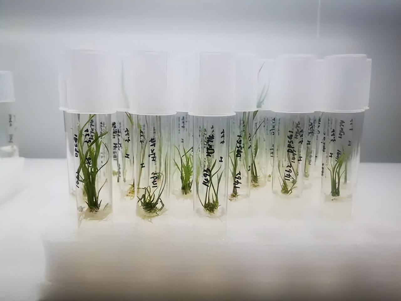 锻造行业“小巨人”,深耕基因编辑育种|专访艾迪晶生物