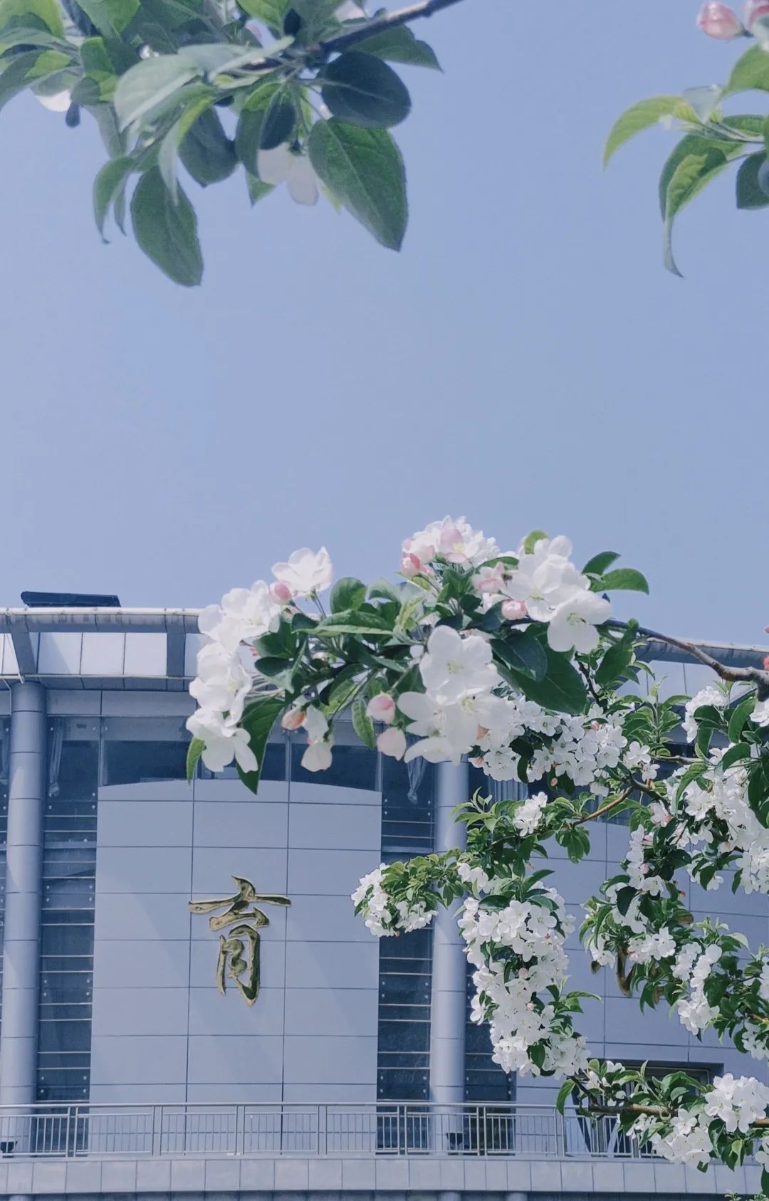 商城谷雨茶,邀您一起共品谷雨茶