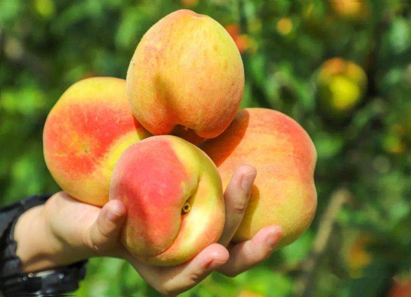 全国桃子哪家最好,什么地方出产的桃子最好吃