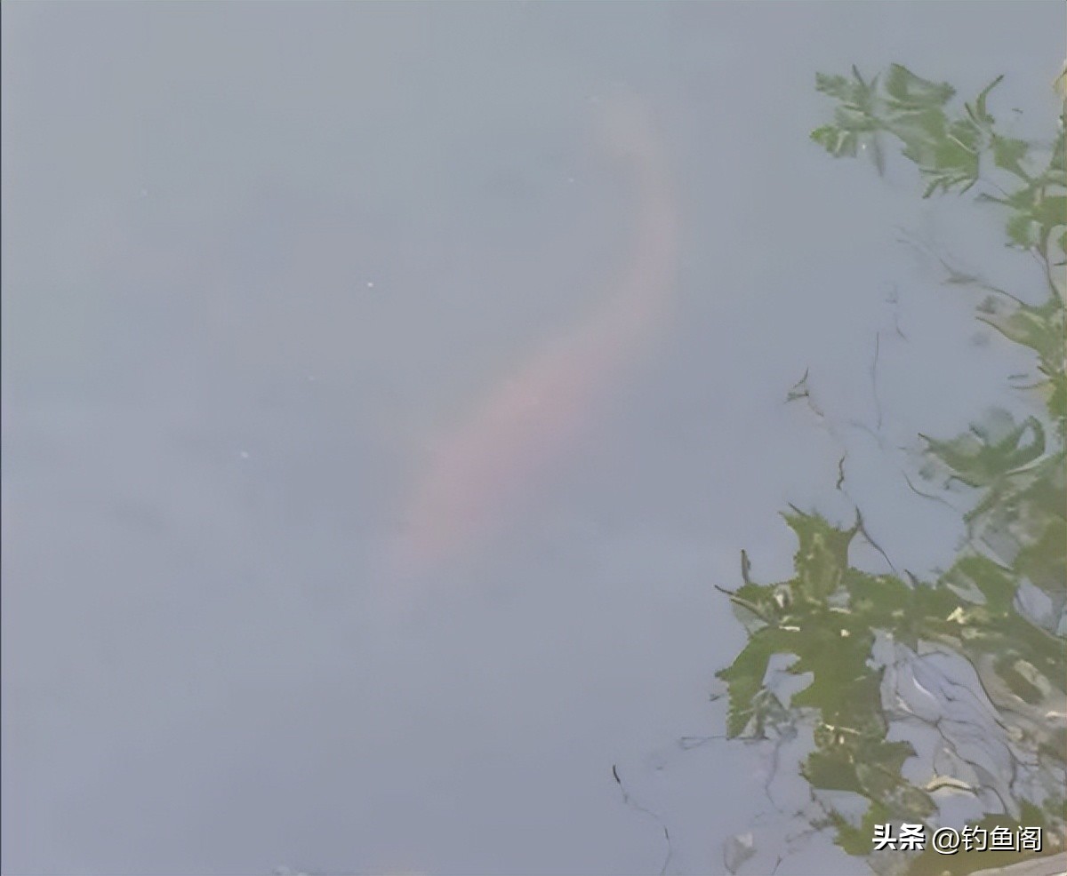 水里鱼特别多但是钓不到,浅水鱼多为什么不咬钩