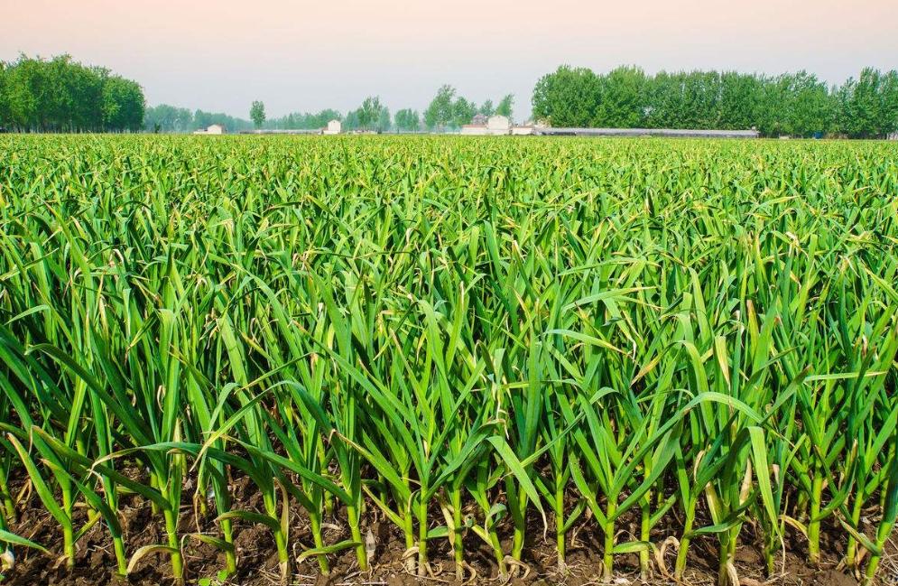 小城故事多(18)——红日照太平,祥光铺满天