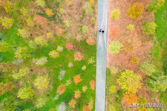 落英缤纷草书欣赏,落英缤纷美句简短