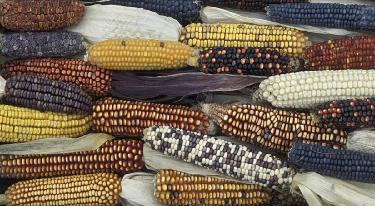 美国70万吨玉米订单被取消了吗,中国取消美国玉米订单吗