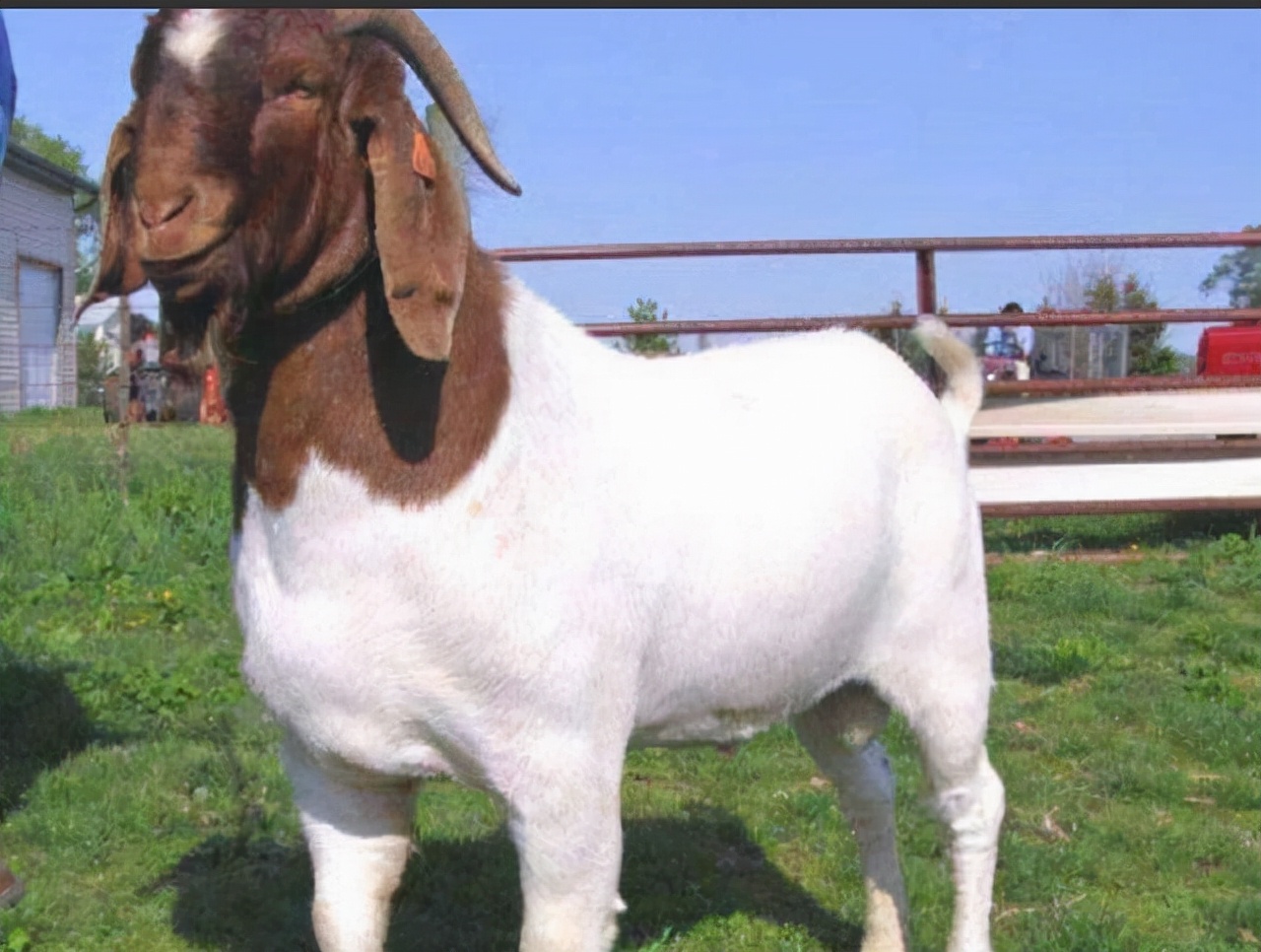 波尔多山羊属于宠物不,目前世界上最著名的肉用山羊品种