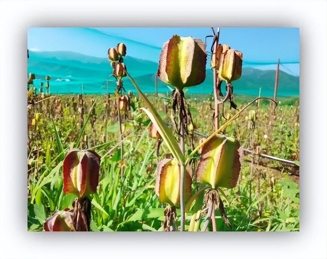 respect穆里尼奥原视频,respect雷军