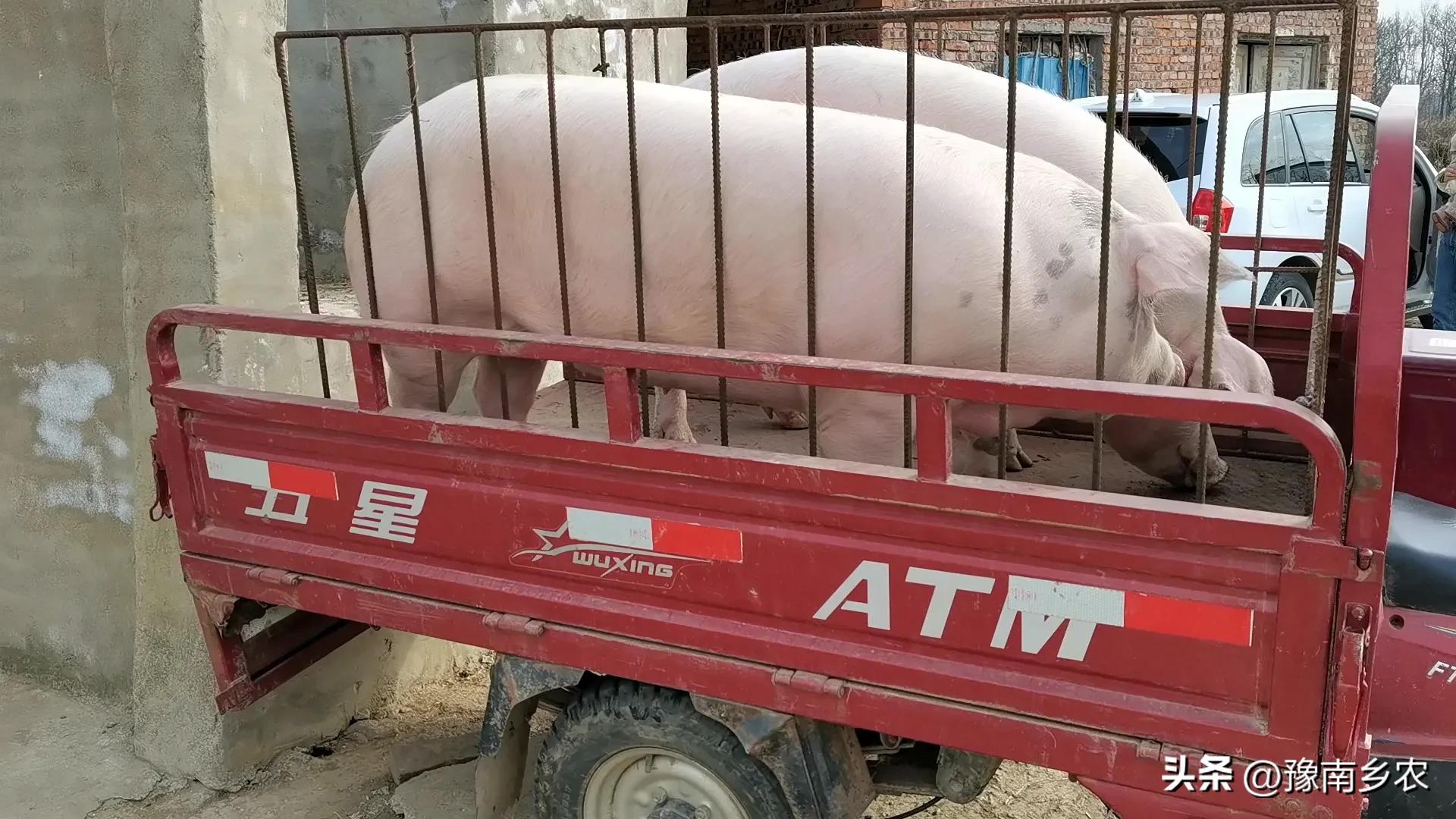 我，干过施工队长，也当过猪贩赚钱，如今卖肉依然是生意兴隆