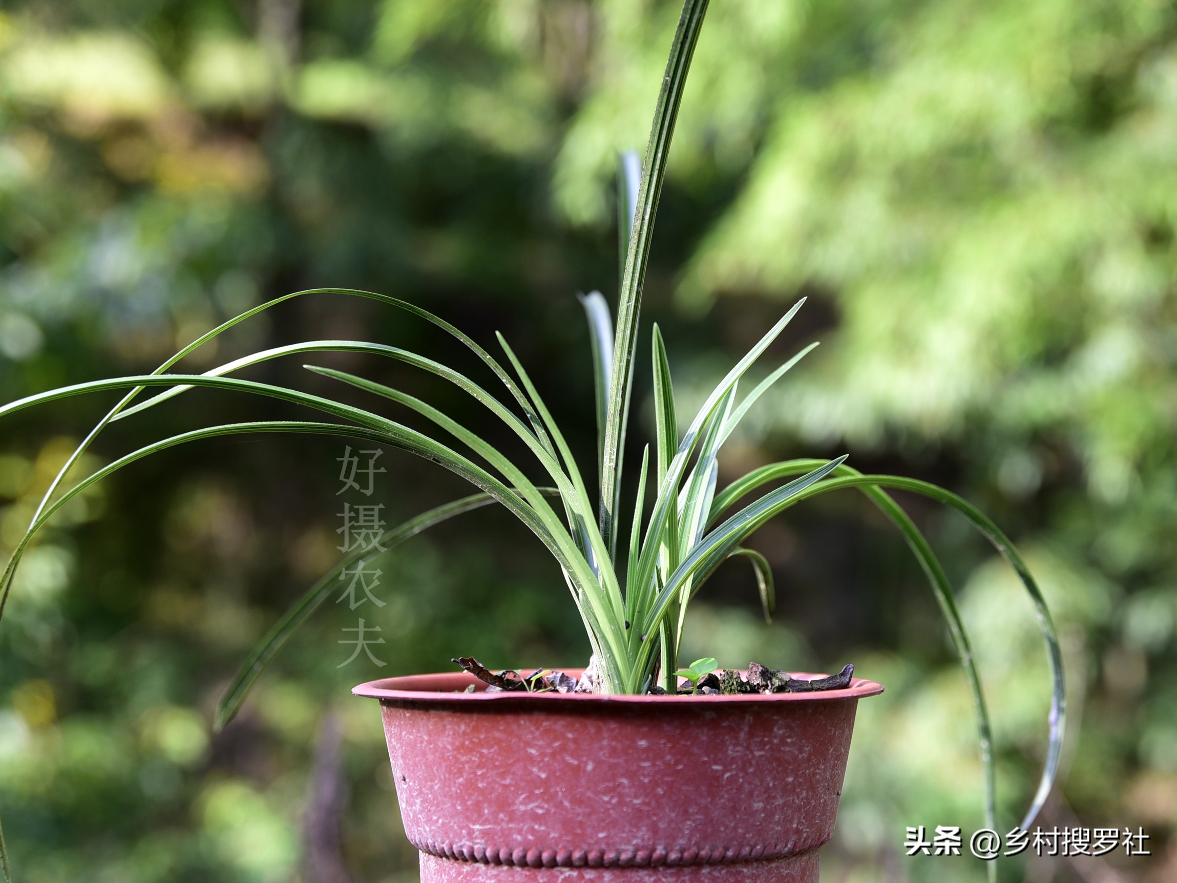 兰花没叶子了根能培出芽吗,兰花种植时候无根的需要去除吗