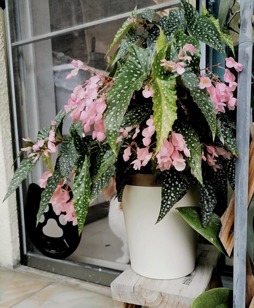 养不死的室内绿植四季开花带花苞,盆栽四季开花好养的植物直播