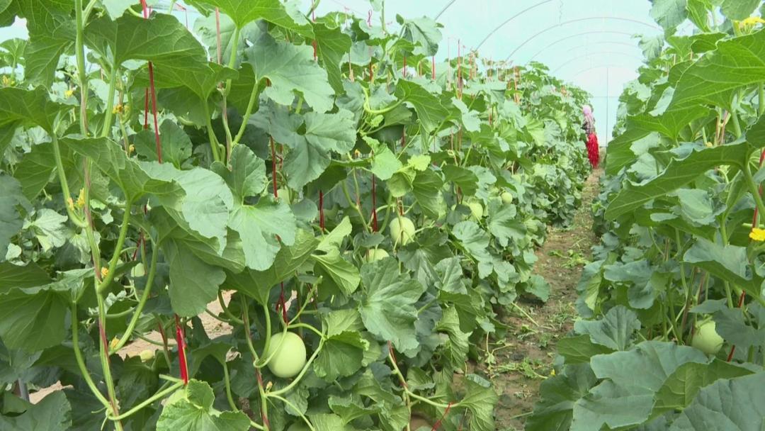 年收入过百万！带你解密高台这位“达人”的致富秘籍