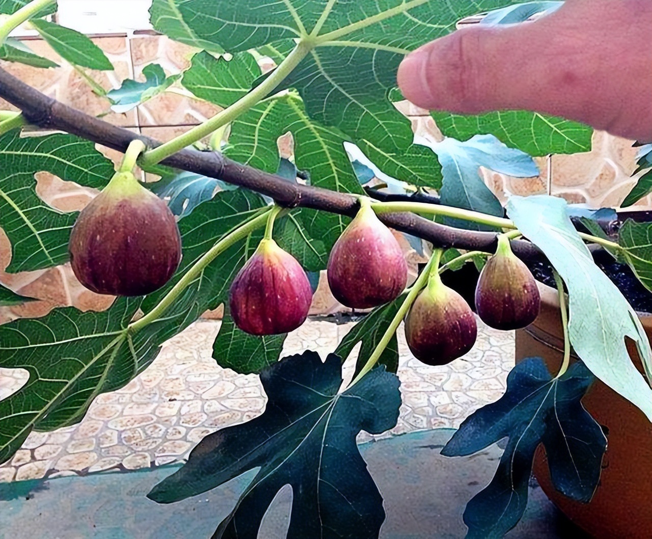 家门口种什么果树最好最旺财,客厅种什么果树旺宅还好养