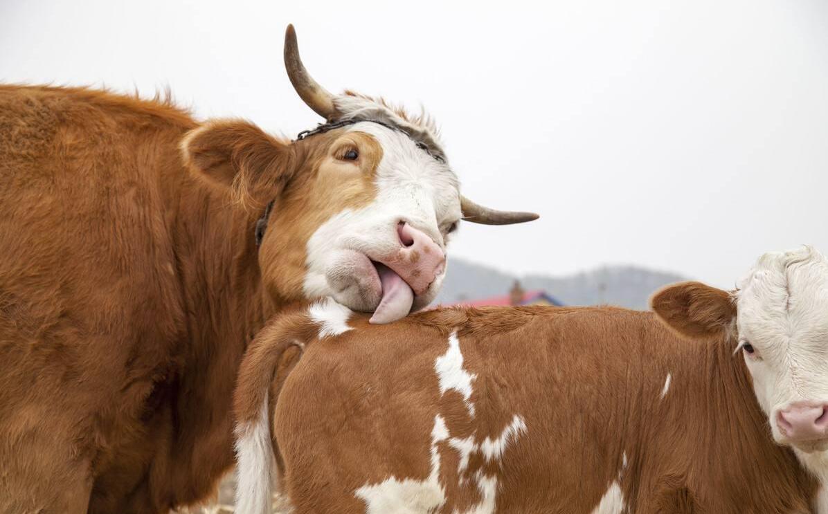 牛流产后怎么治疗最快,牛流产胎衣不下