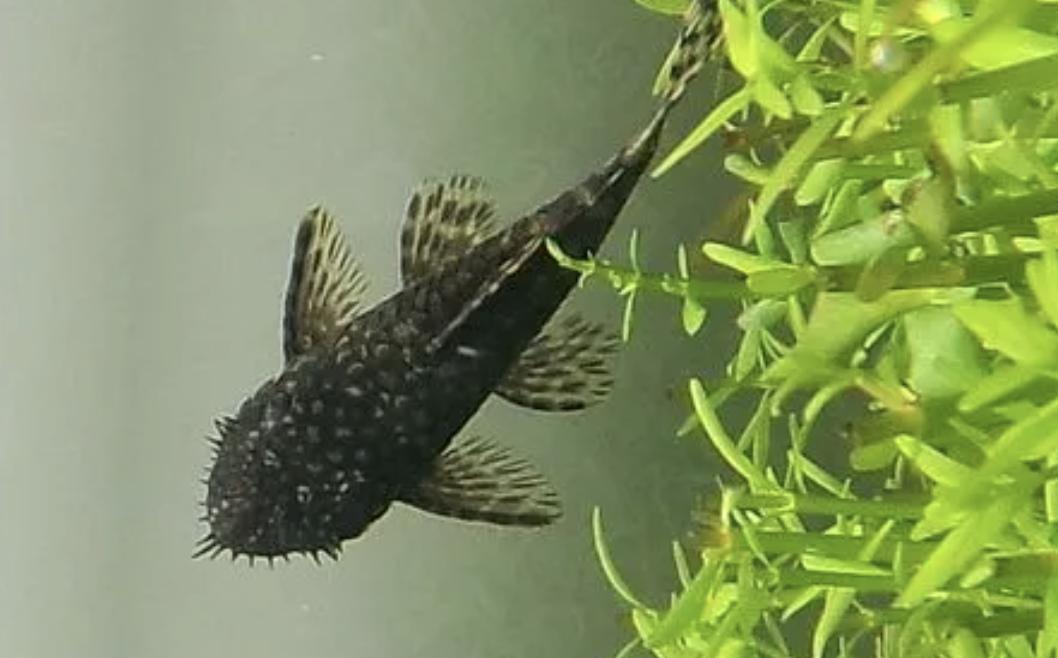 孔雀鱼母鱼用肚子老是擦缸底,孔雀鱼适合草缸还是裸缸