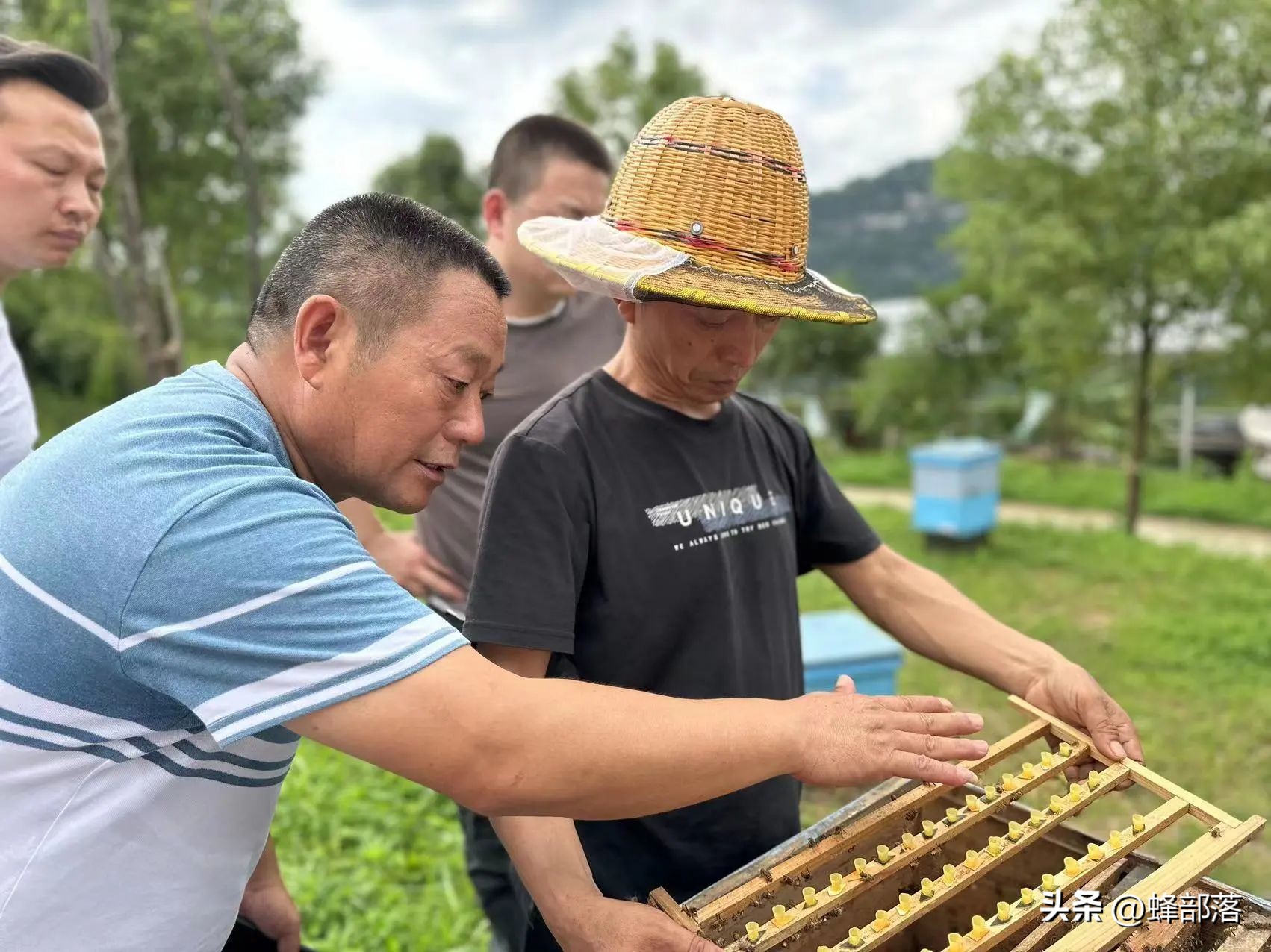 蜜蜂高效养殖技术一本通,怎么提升蜜蜂的寿命和体质