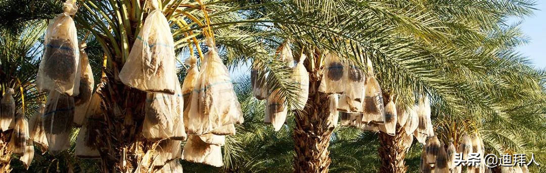 AllAbout椰枣，阿拉伯人的灵魂伴侣！附赠椰枣选品指南