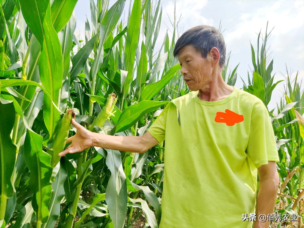 200亩鲜食玉米种植成本,农民一亩地玉米可以赚多少钱