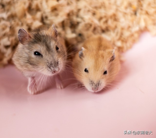 退休金1500元怎样生活,退休金1500元怎样过