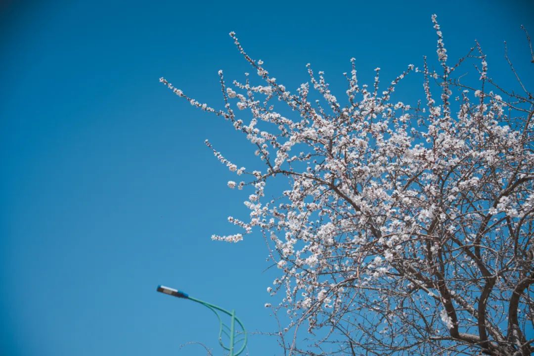 花漾一站式,花漾图们一站式体验春日浪漫