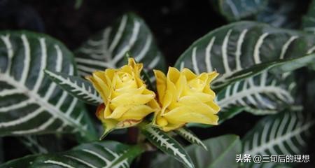 斑马绿植适合客厅的图,斑马花绿植