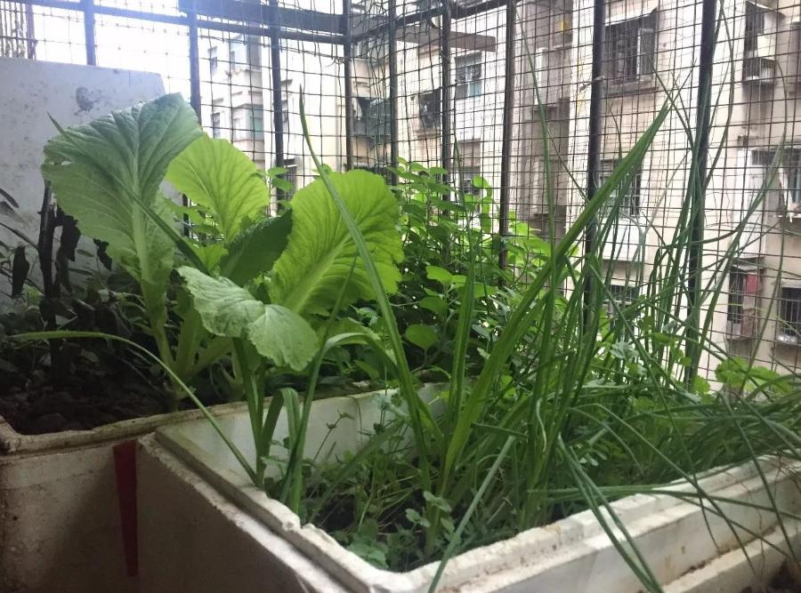 绿色的泡沫箱种菜吃了会不会致癌,泡沫箱种菜致癌吗