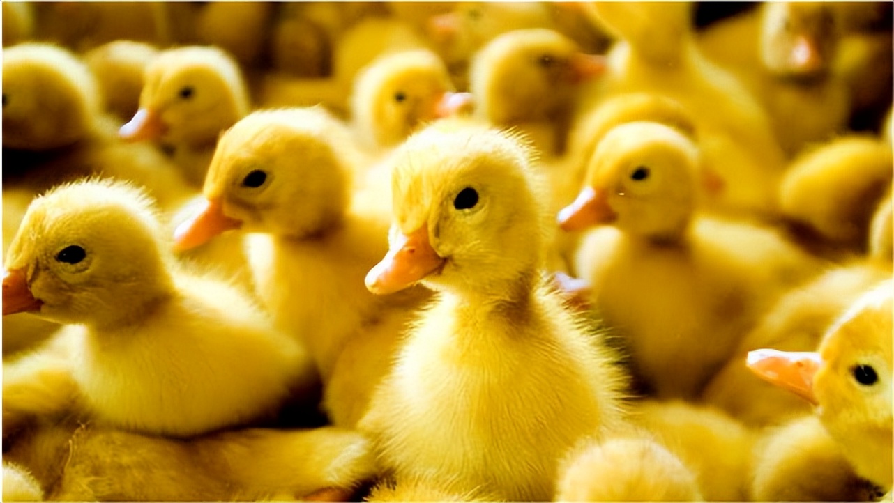 鹅浆膜炎预防哪几天,鹅浆膜炎症状是什么