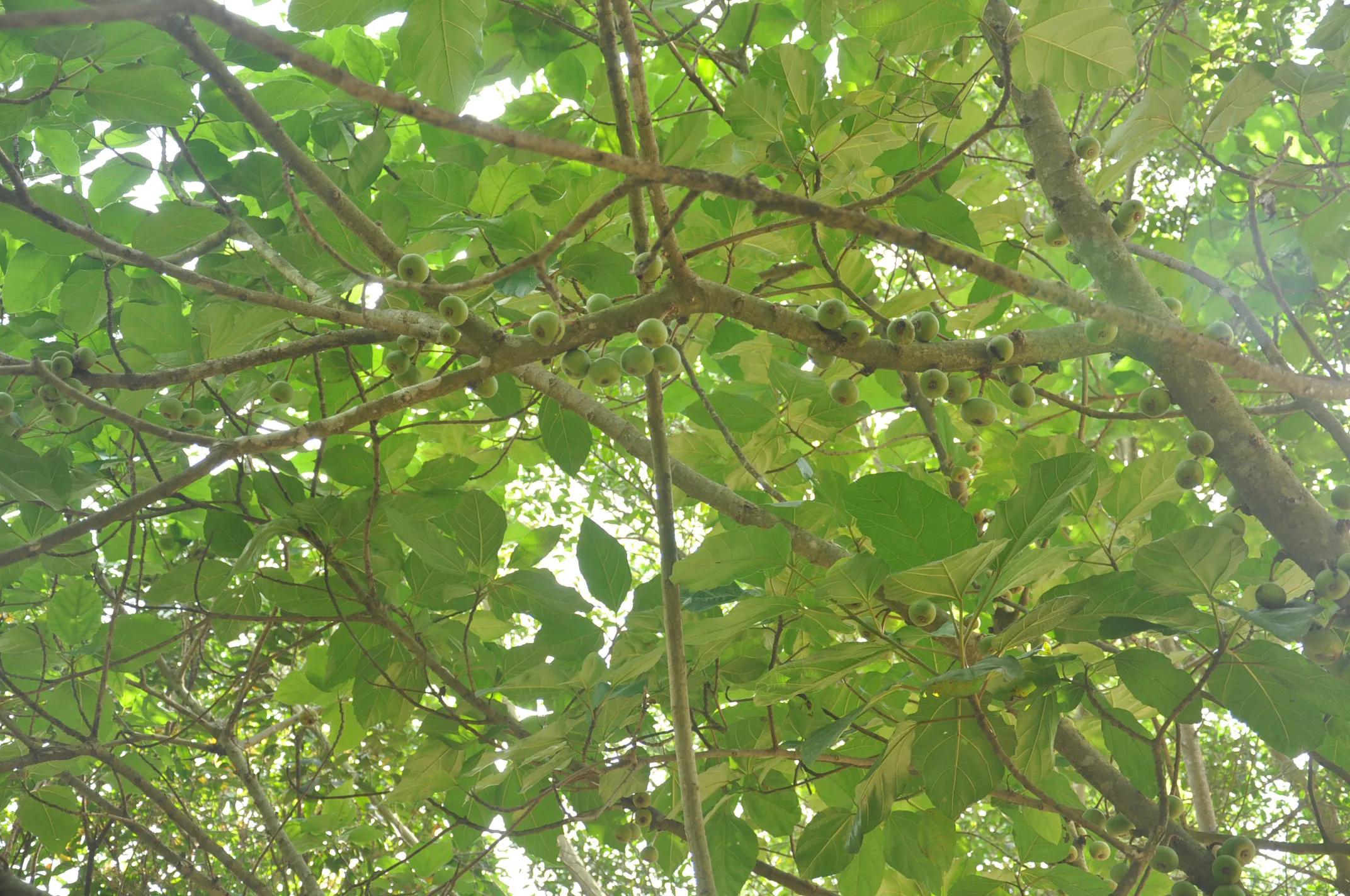 台山｜凤凰峡·岭南小九寨沟