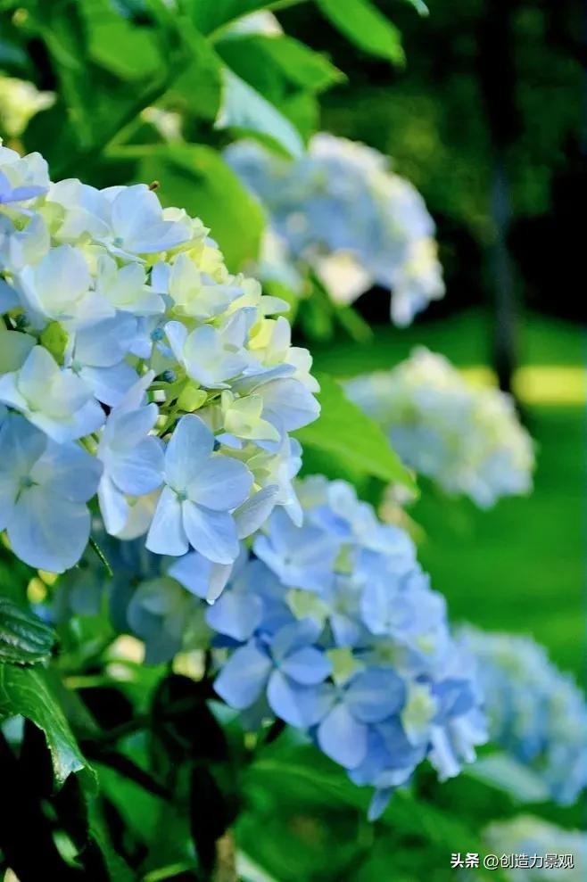 绣球花怎么浇水施肥,绣球花冬季怎么浇水最正确